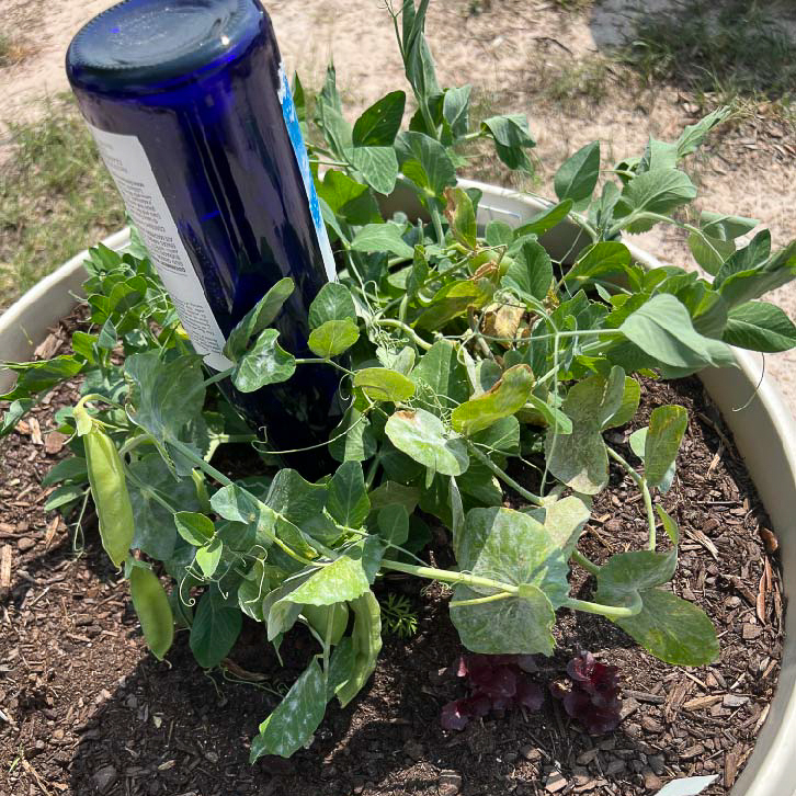 A container garden with a blue watering bottle at the center surrounded by a green pea plant.